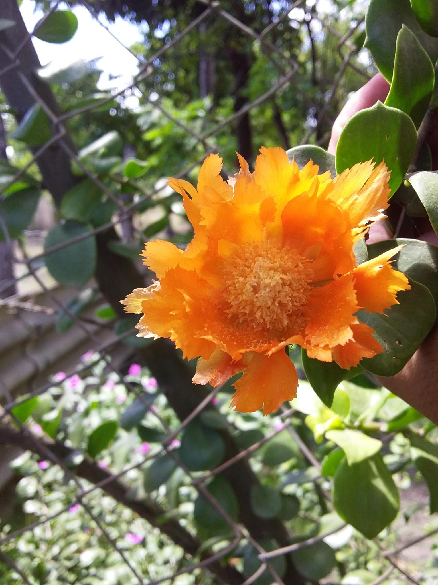 Pereskia lychnidiflora